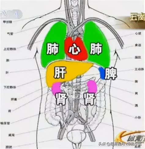 宮商角徵羽心肝脾肺腎